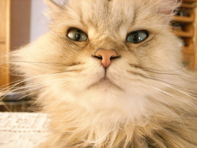 from Yuriko #34 (August 15th, 2007) | Yuriko Ishida Official